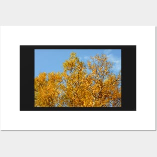 Aspen in Autumn Posters and Art